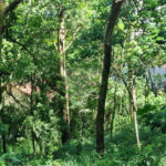 Terreno à venda no condomínio Horto do Ypê, São Paulo - SP