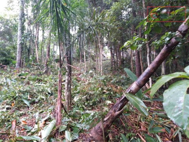 Terreno à venda em Serra da Cantareira, Mairiporã, SP