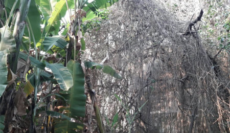 Sobrado à venda com 2 quartos em Jaçanã, São Paulo, SP