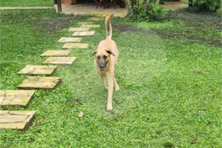 Casa Térrea à venda com 4 quartos, sendo 3 suítes, em Sertão do Piavu, São Sebastião, SP
