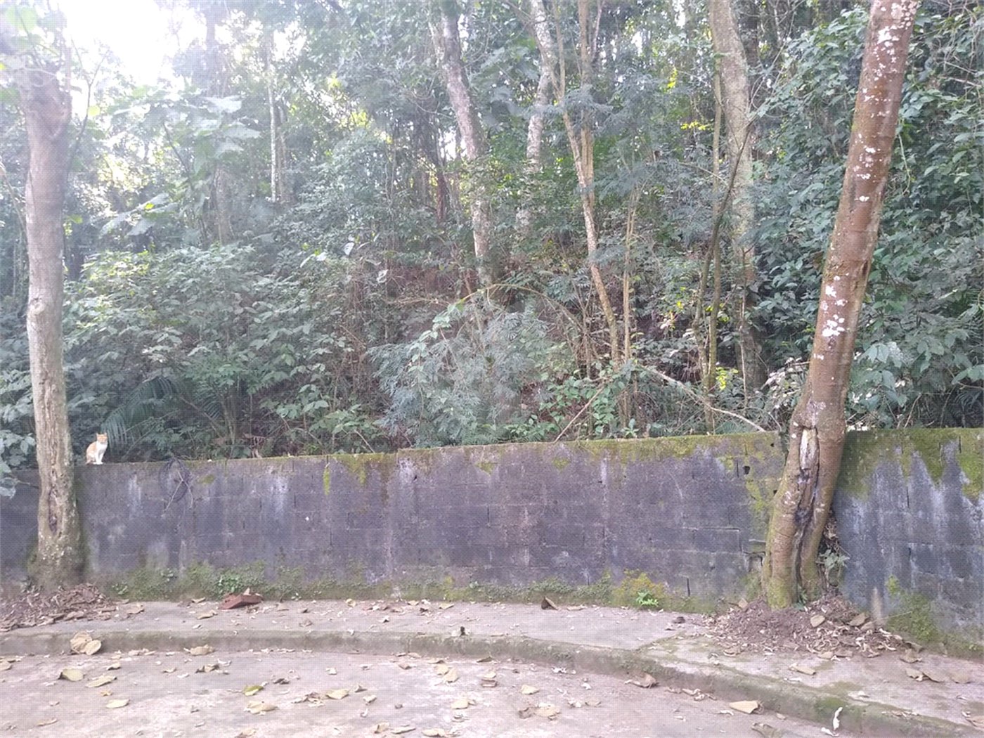 Terreno à venda em Tucuruvi, São Paulo, SP