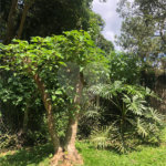 Terreno à venda em Serra da Cantareira, Mairiporã, SP