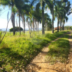 SÍTIO A VENDA - BELA VISTA