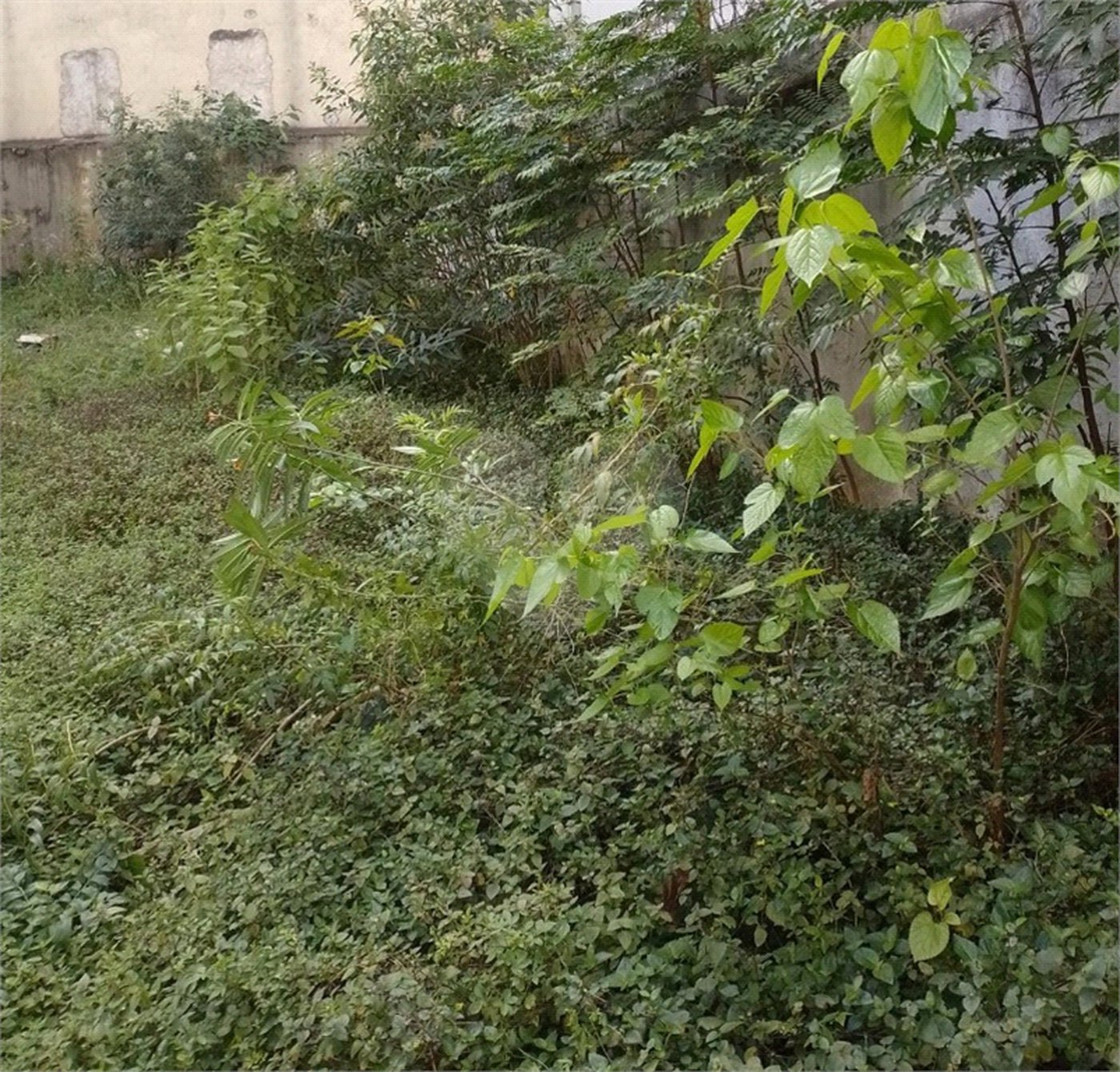 Terreno à venda em Vila Nova Cachoeirinha, São Paulo, SP
