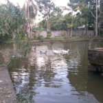 Sítio à venda com 5 quartos, sendo 2 suítes,  em Parque Recreio Dom Pedro Ii (guia de Pacobaíba), Magé, RJ