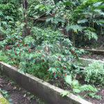 Sítio à venda com 5 quartos, sendo 2 suítes,  em Parque Recreio Dom Pedro Ii (guia de Pacobaíba), Magé, RJ