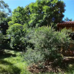 Casa à venda com 1 quarto em Vila Verde, Armação dos Búzios, RJ