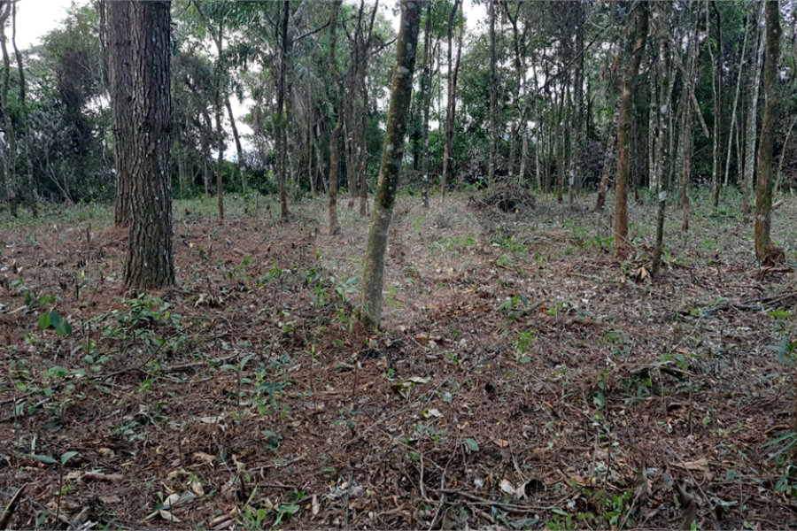 Terreno à venda em Serra da Cantareira, Mairiporã, SP