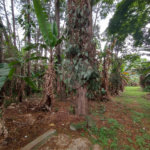 Terreno à venda em Jardim Bela Vista, Guarulhos, SP