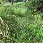 Terreno à venda em Serra da Cantareira, Mairiporã, SP