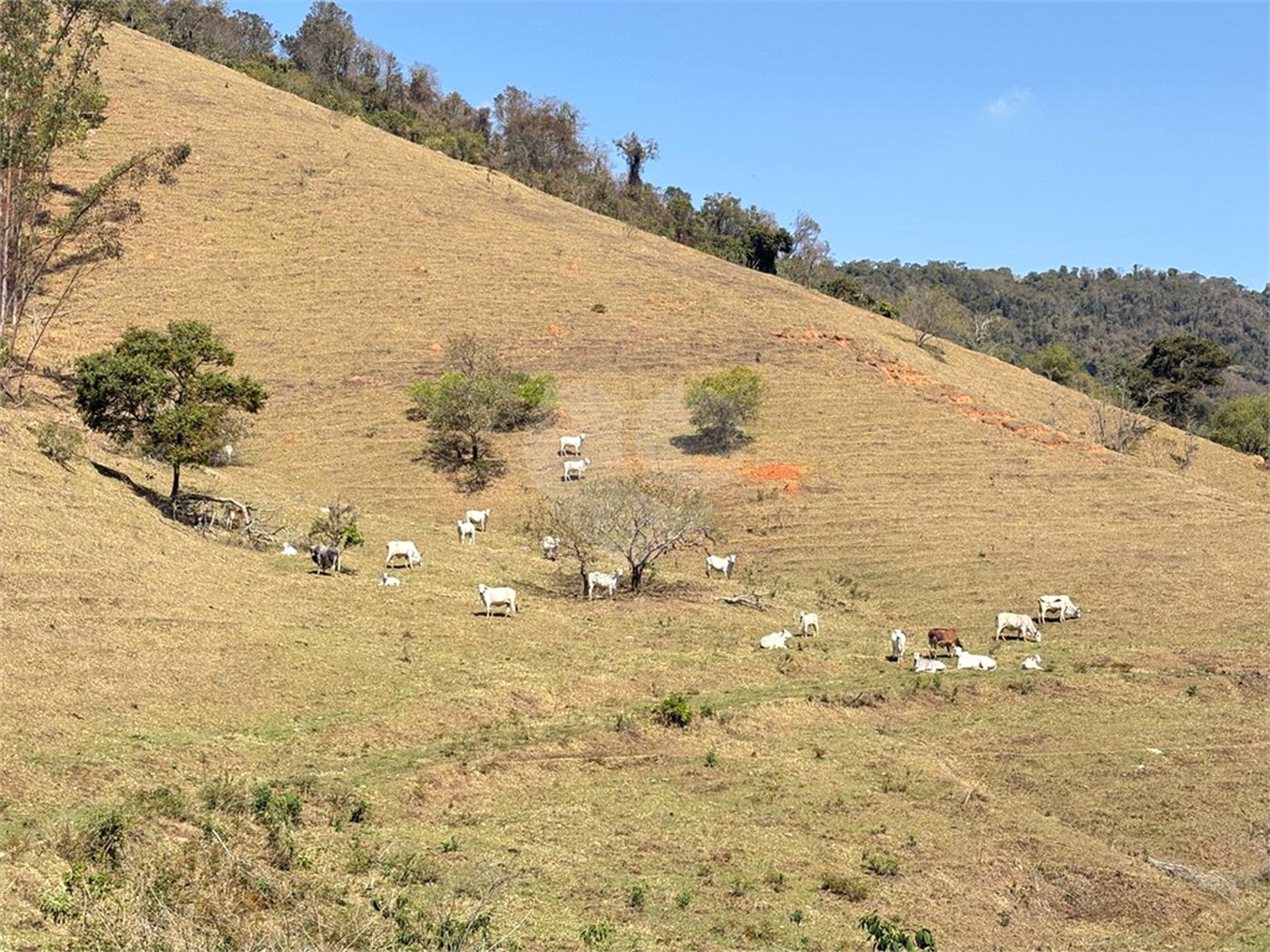 Sítio à venda com 3 suítes em Bairro do Cambará, São Roque, SP
