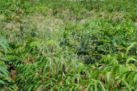 Terreno à venda em Jardim do Lago, Atibaia, SP