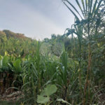 Terreno à venda em Santa Claudina, Vinhedo, SP