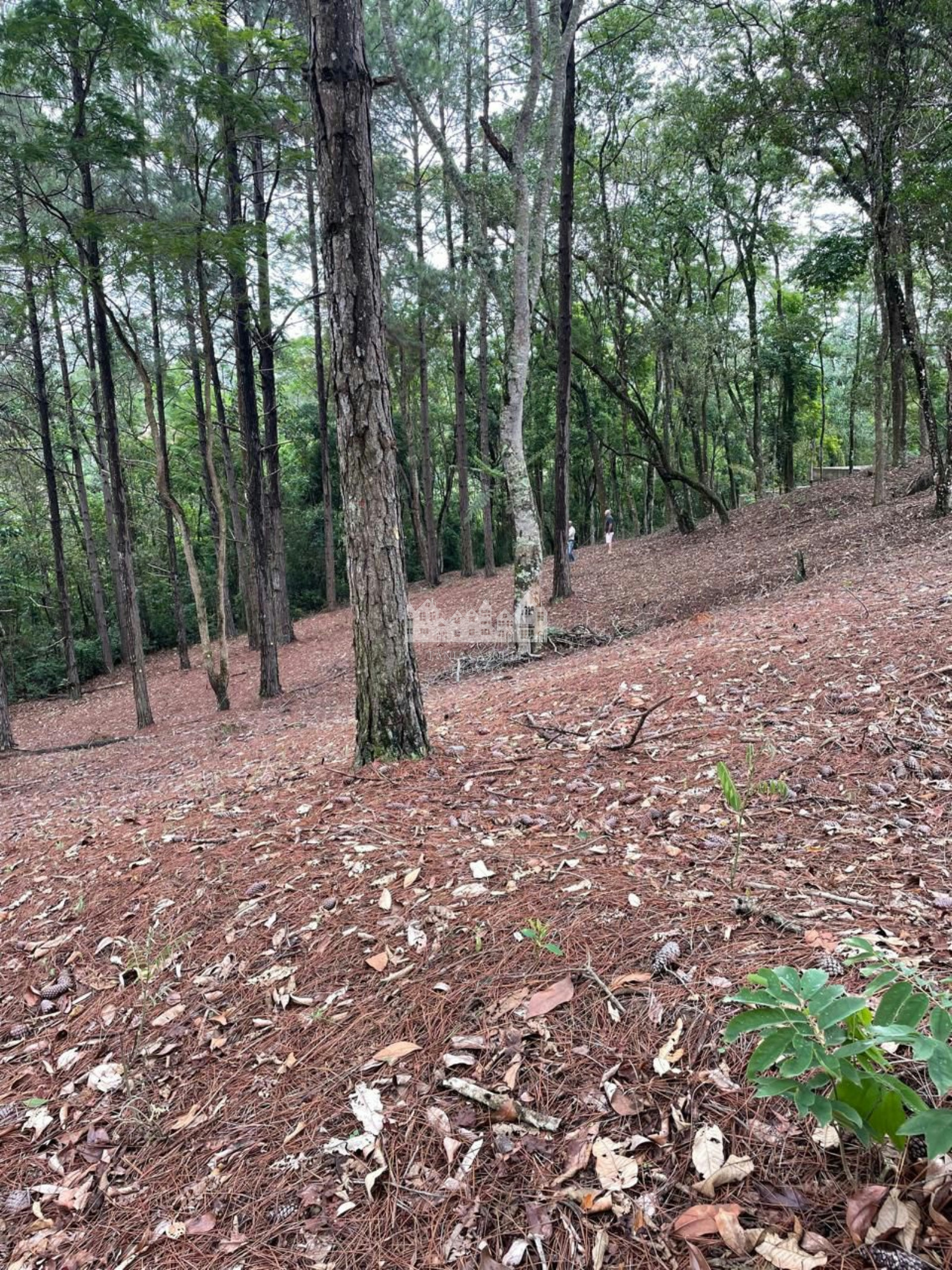 Terreno, 1499 m² - Foto 1