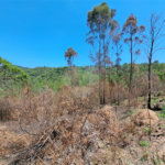 Terreno à venda em Serra da Cantareira, Mairiporã, SP