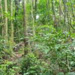 Terreno à venda em Caraguatá, Mairiporã, SP