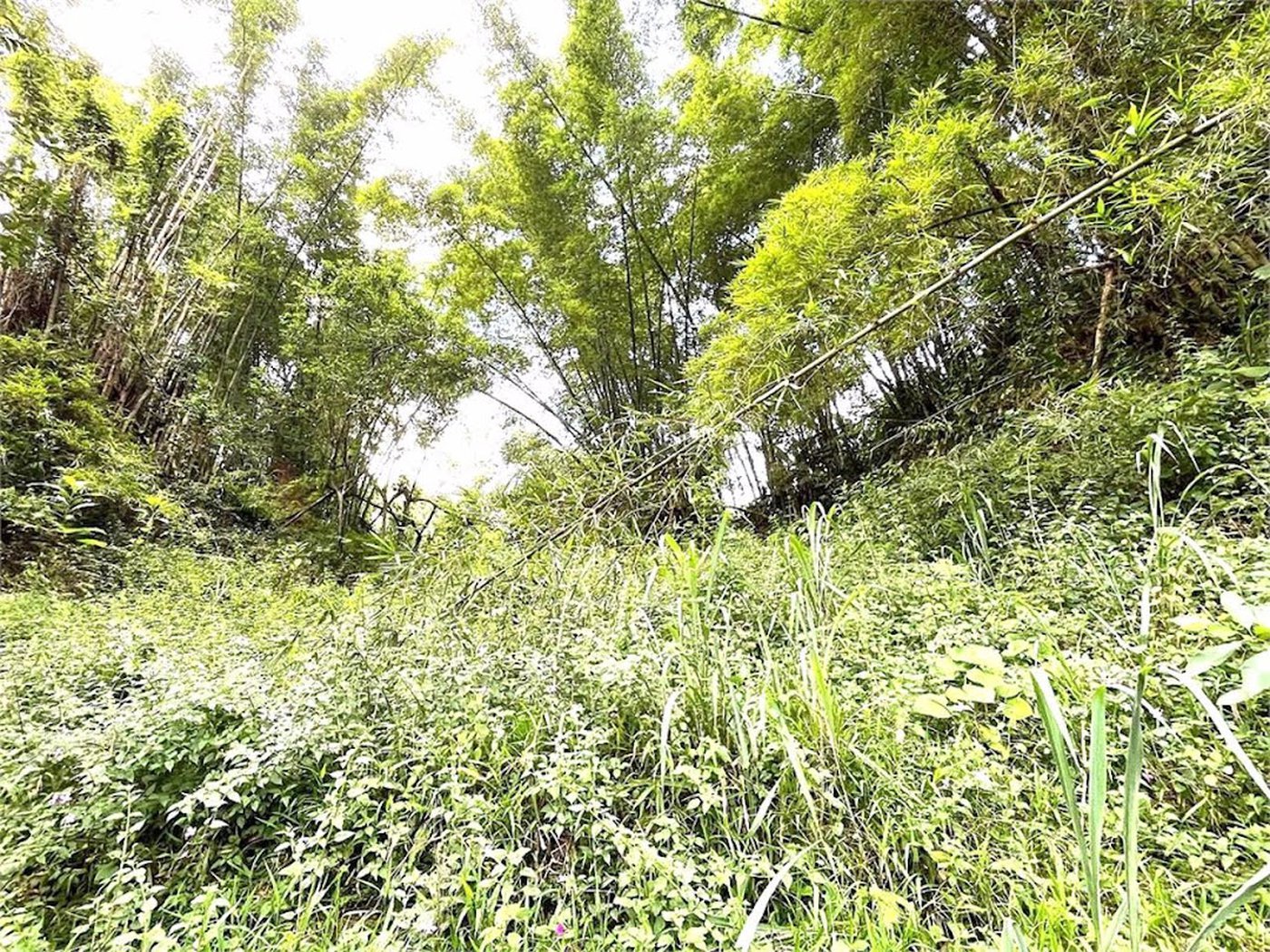 Terreno Residencial à venda, Morro de Nova Cintra, Santos - TE0034.