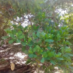 Terreno à venda em Vila Verde, Armação dos Búzios, RJ
