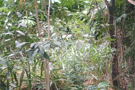 Terreno à venda em Pedra de Guaratiba, Rio de Janeiro, RJ