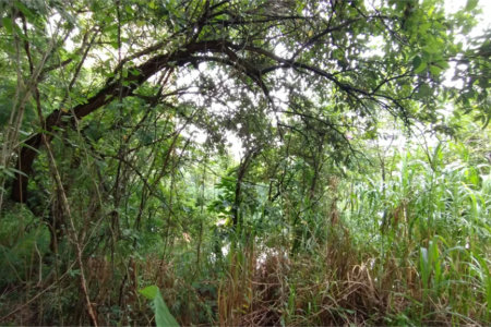 Terreno à venda em Vila Suzana, São Paulo, SP