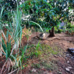 Terreno no Jardim Beatriz.