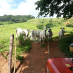 Fazenda com pasto a venda em Morungaba