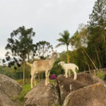 Fazenda à venda com 8 quartos em Do Carmo (canguera), São Roque, SP