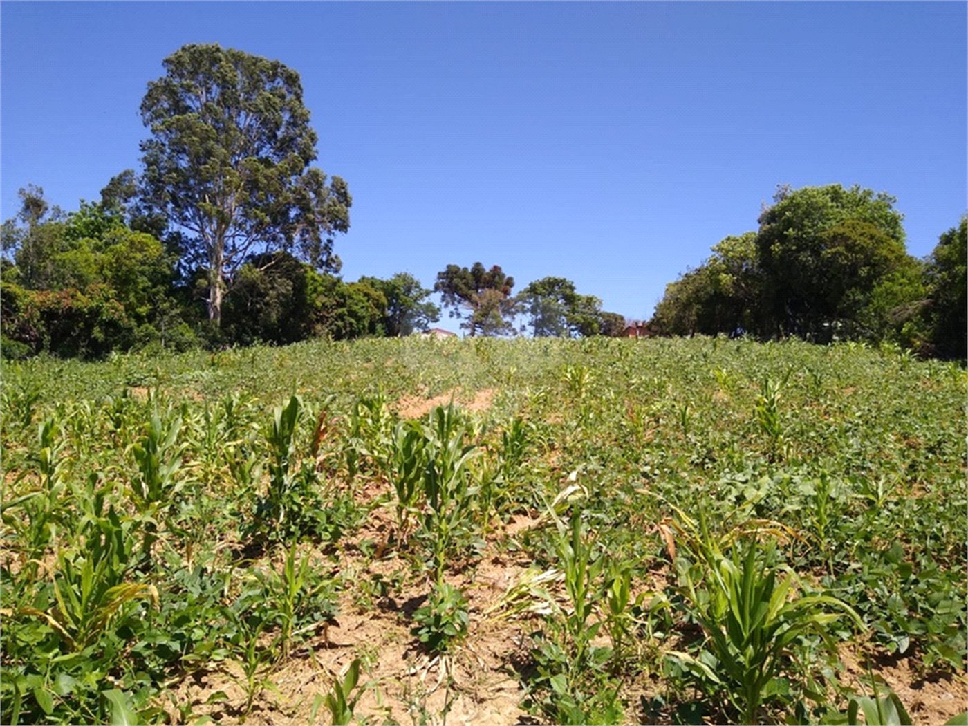 Área de Terra à venda em Cristóvão, Araçoiaba da Serra, SP