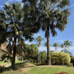 Casa à venda ou para alugar com 4 suítes no condomínio Monte Belo - Salto/sp, Salto - SP