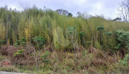 Terreno à venda em Luiz Fagundes, Mairiporã, SP