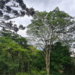 Casa à venda com 4 suítes no condomínio Jardim da Montanha I, Mairiporã - SP