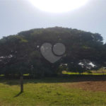 Fazenda à venda com 2 quartos em Canabrava, João Pinheiro, MG