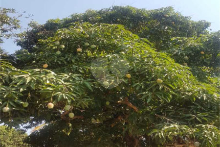 Fazenda à venda com 2 quartos em Canabrava, João Pinheiro, MG
