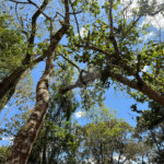 Terreno à venda no condomínio Alpes da Cantareira, Mairiporã - SP