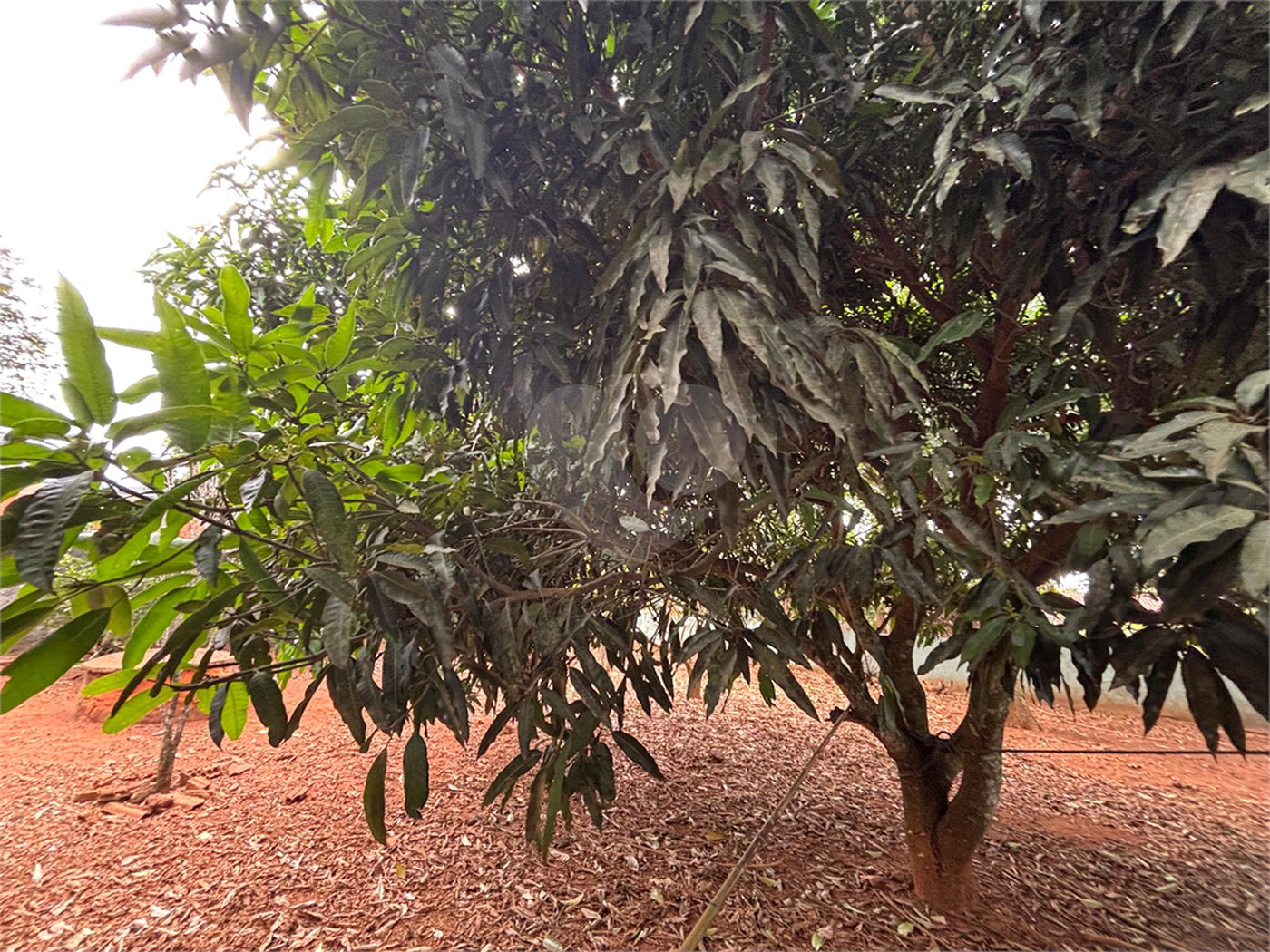 Chácara à venda com 3 quartos em Vila Sottemo, Itapetininga, SP