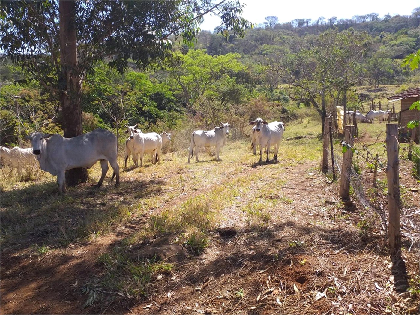 Sítio à venda com 2 quartos no Centro, Descalvado, SP