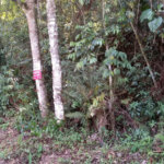 Terreno à venda em Serra da Cantareira, Mairiporã, SP