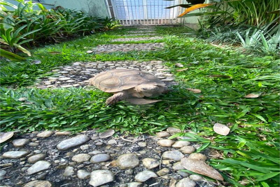 Casa Térrea à venda com 4 quartos, sendo 2 suítes, em Jardim Floresta, São Paulo, SP