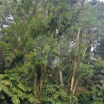 Casa à venda ou para alugar com 3 quartos, sendo 2 suítes, no condomínio Jardim da Montanha I, Mairiporã - SP