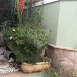 Sobrado à venda com 2 suítes em Água Fria, São Paulo, SP