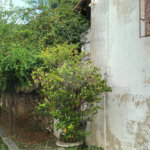 Casa à venda com 3 quartos em Santa Teresa, Rio de Janeiro, RJ