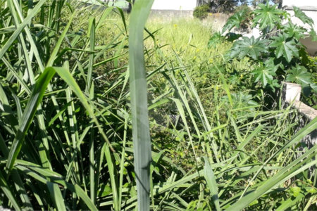 Terreno à venda em Jardim São Bento, São Paulo, SP