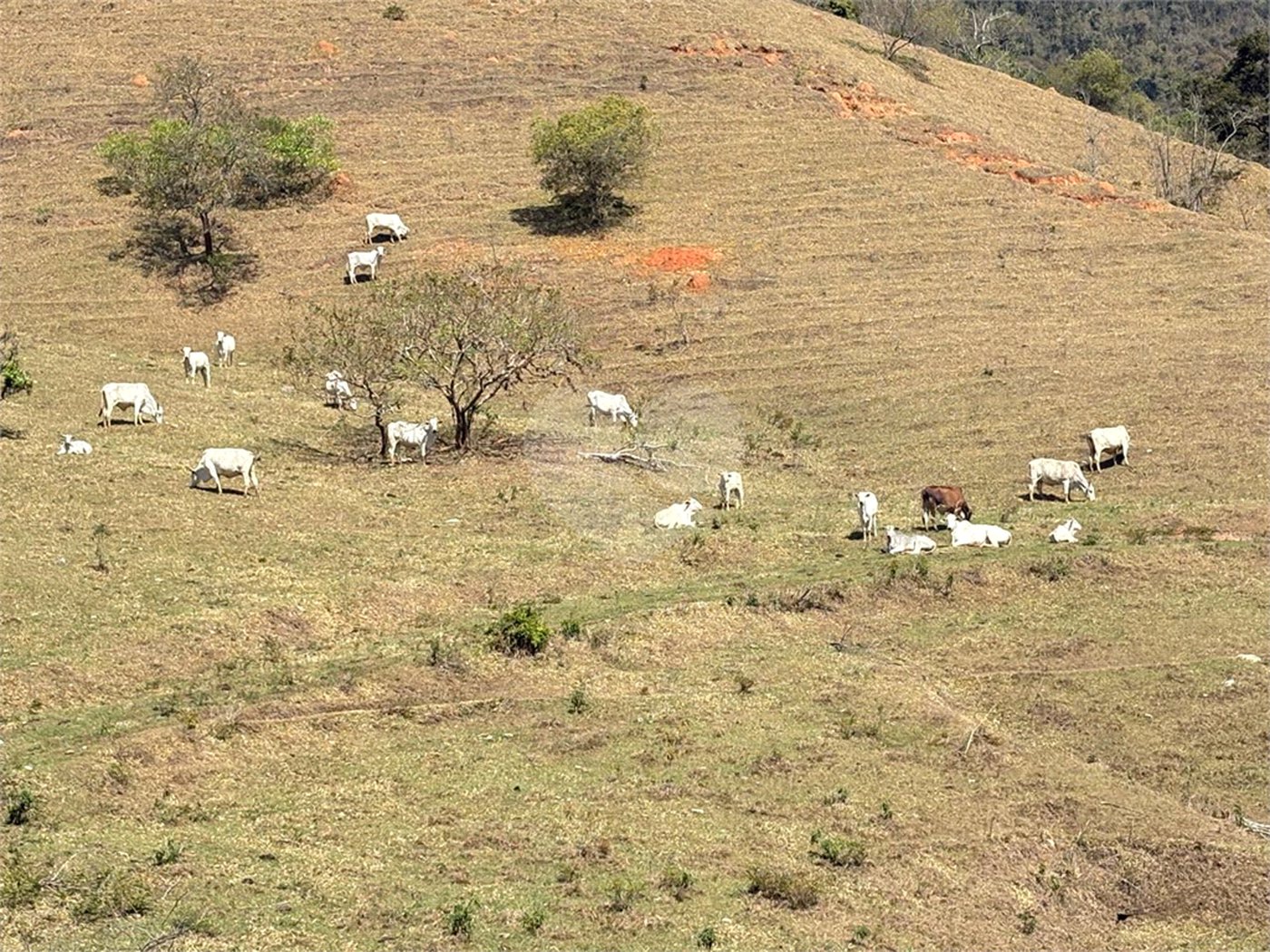 Sítio à venda com 3 suítes em Bairro do Cambará, São Roque, SP