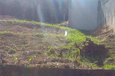 Terreno à venda em Jardim São Bento, São Paulo, SP