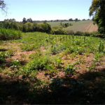 Área de Terra à venda em Cristóvão, Araçoiaba da Serra, SP