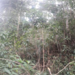 Terreno à venda em Suasalito, Mairiporã, SP