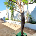 Casa à venda com 2 quartos, sendo 1 suíte, em Vila Albertina, Ribeirão Preto, SP