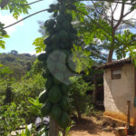 Sítio à venda com 2 quartos no Centro, Descalvado, SP