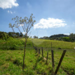 Terreno à venda em Vila Darcy Penteado (mailasqui), São Roque, SP