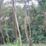 Condomínio à venda em Serra da Cantareira, Mairiporã, SP